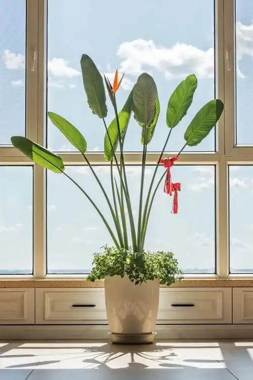 鹤望兰的寓意和象征介绍(家里养鹤望兰的习性及养护)-图7