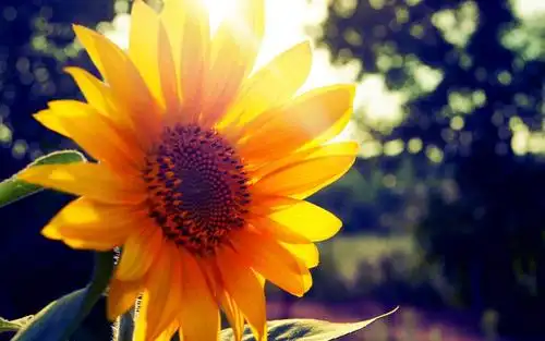 温暖阳光小清新壁纸