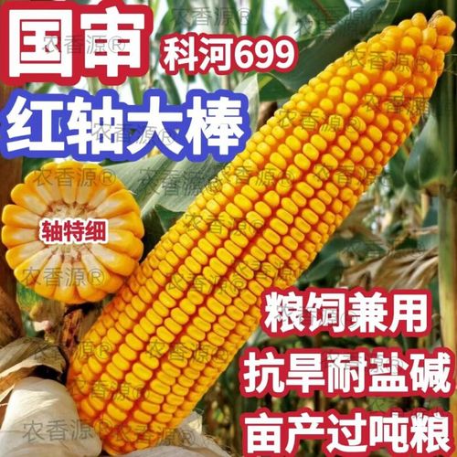 细辛国审高产玉米种子大全矮杆大棒紫杆699农科院双胞胎两用 紫杆大棒