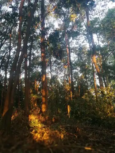 荒郊野岭深夜孤独到天明,只为捕获森林自己的影子.