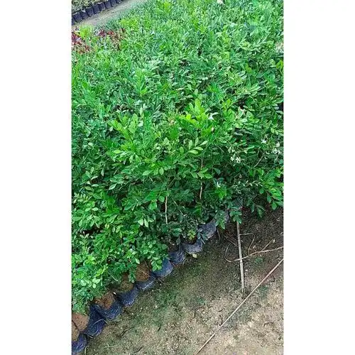 厂家直供七里香苗七里香小苗七里香袋苗七里香盆栽规格全