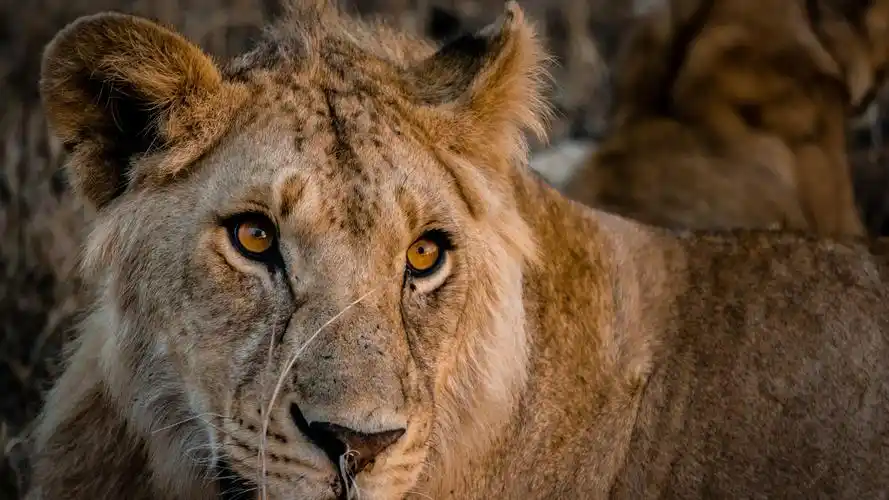 狮子壁纸【103】