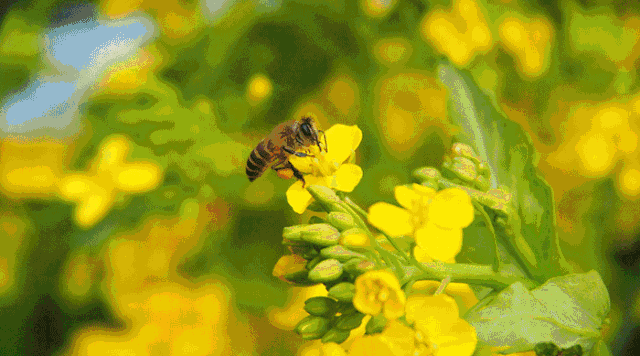 千万别喝蜂蜜了!我是认真的!再忙都要看完!
