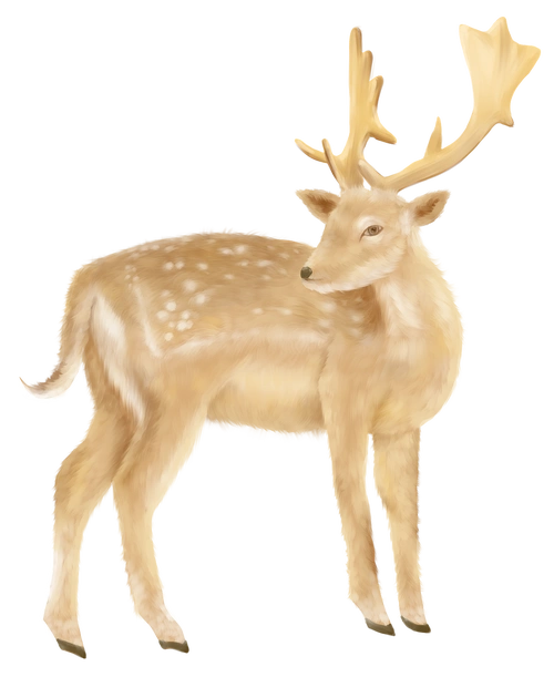 梅花鹿写实插画