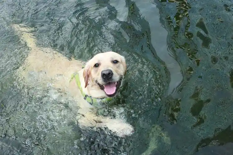 是游泳的快乐小狗呀