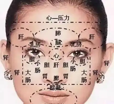 花若美丽 根需健康 写美篇面部斑的产生与人的身体各部位器官相对应的