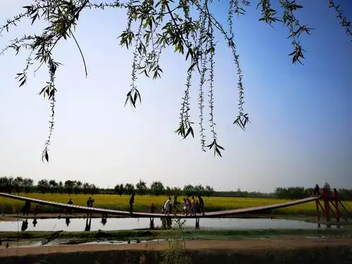 千娇百媚万般妖娆风姿绰约陈桥湿地公园