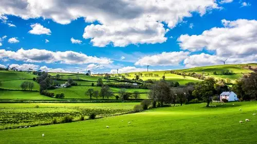 电脑壁纸 风景 绿色是生命的颜色和平的标志