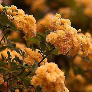 【小花坊】爬藤植物稀有红花木香苗蔷薇花苗280天循环开花七里香树苗