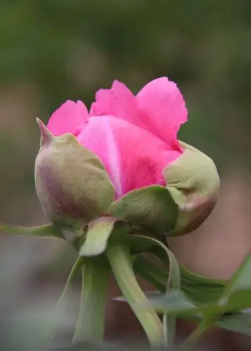 "双佳"花卉摄影大赛——含苞待放牡丹花