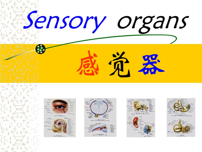d感觉器官07.ppt