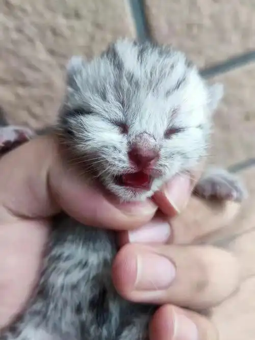 家养蓝虎斑接受预定啦