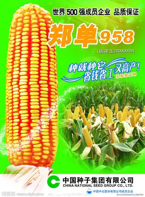 郑单958玉米宣传页图片