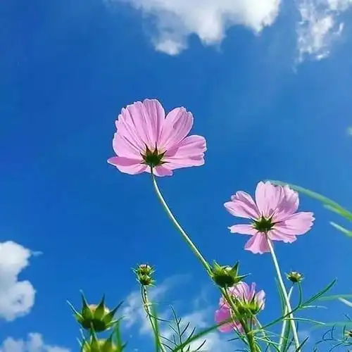 微信头像风景的图片_头像图片_扣扣乐园