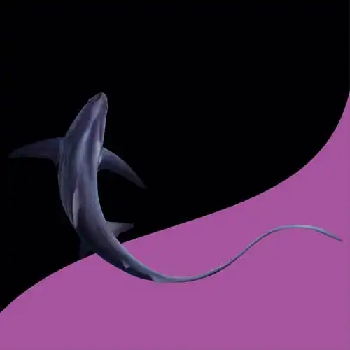 尾巴如剑的鲨鱼