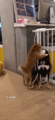 原来狗也会壁咚!3.今晚对于蚊子,不是它死就是我亡2.