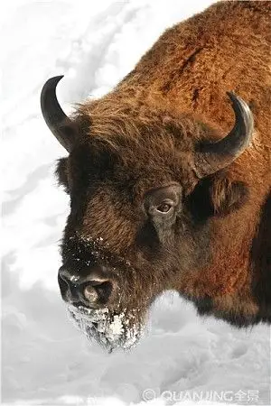 野牛图片_图片大全