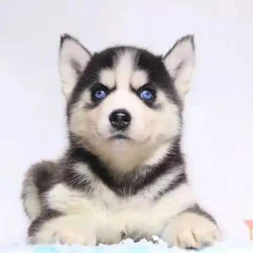 哈士奇犬幼犬纯种活物二哈真狗子双血统雪橇犬宠物小狗狗幼崽活物