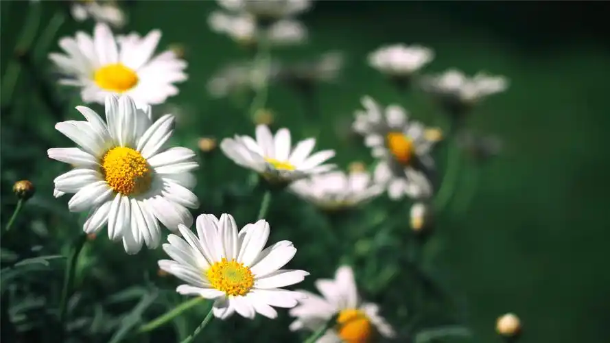 可爱的小雏菊小清新桌面壁纸