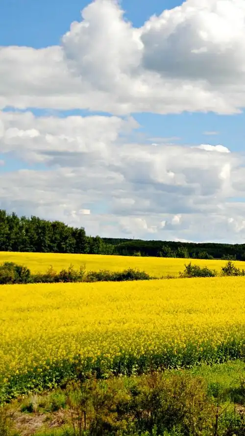 秋天唯美景色手机壁纸