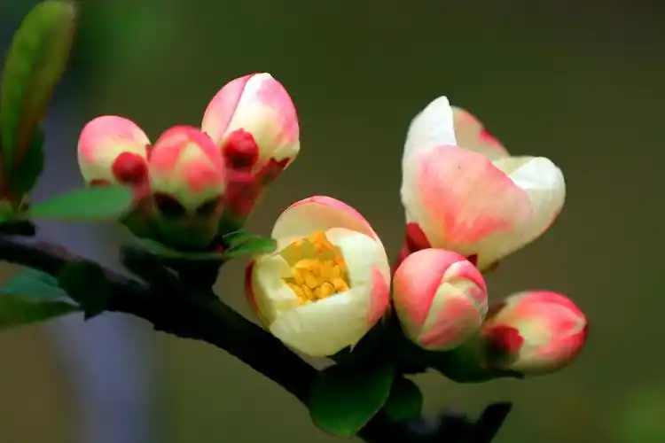 复色海棠(东洋锦)