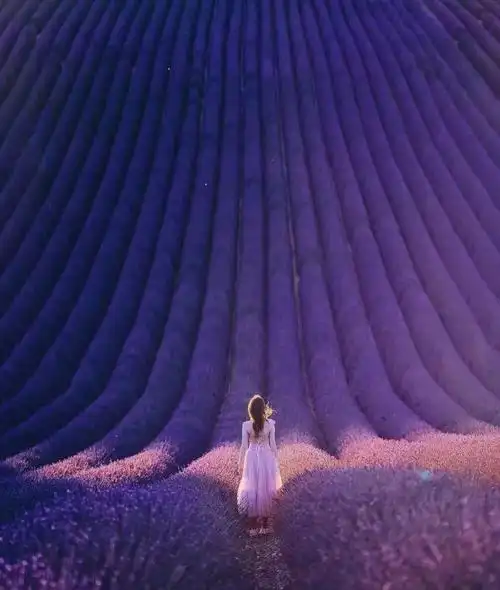 等你,在薰衣草的田野