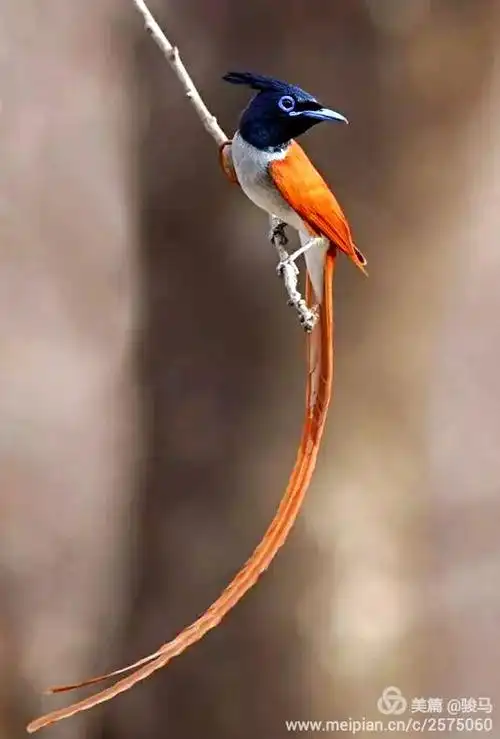 世界上最漂亮的鸟——极乐鸟