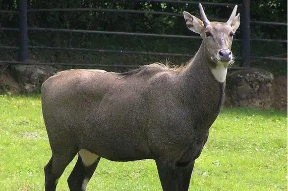 tragelaphus hippelaphus