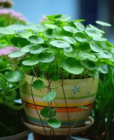 8种象征财运好运的花恭喜发财好运连连