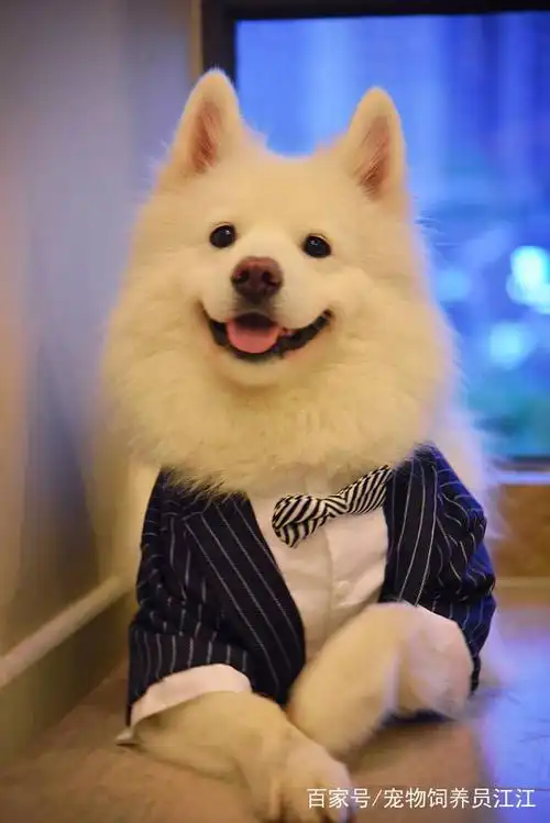 萌宠:活泼可爱的小萌宠们,被拍下卖萌的瞬间,简直太萌了