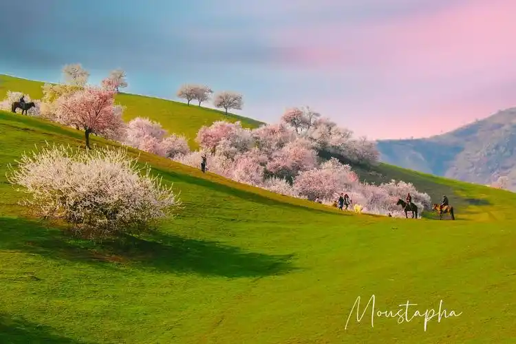 伊犁河谷的杏花开了