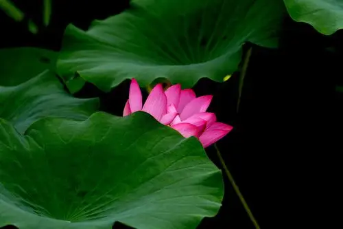 邂逅最美的荷花