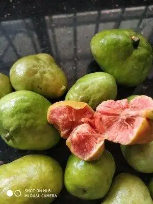 桂木果(胭脂树果)酱的做法步骤 第1步