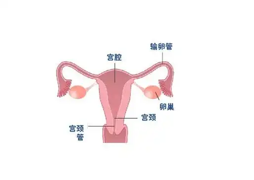 医学医药 医学图库子宫分布结构示意图 卵巢位于子宫的两旁,输卵管的