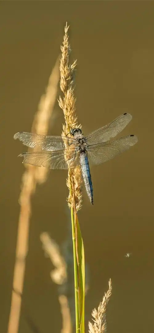 你的壁纸该换了##动物##蜻蜓##摄影##手机壁纸