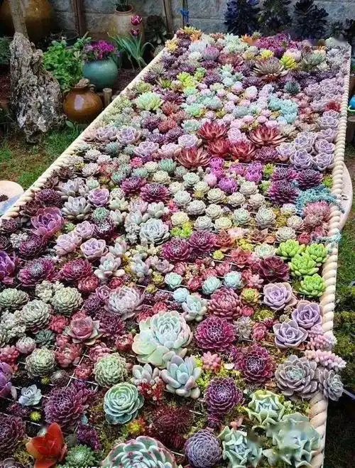 经验地栽的多肉植物这么养长得快长得美