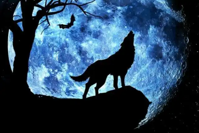 中秋·圆月·孤狼