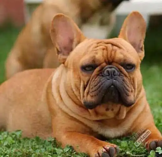 春天来了法斗妹妹相亲了