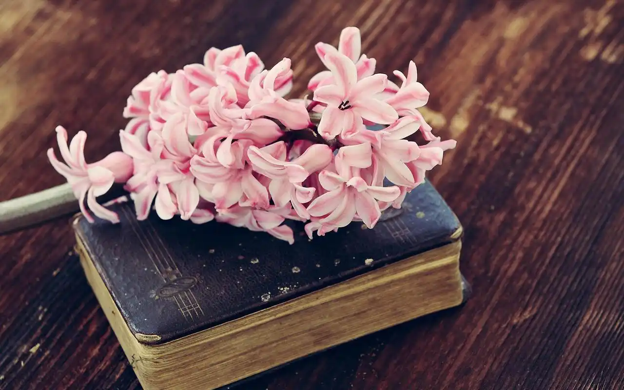 清新淡雅的风信子高清桌面壁纸