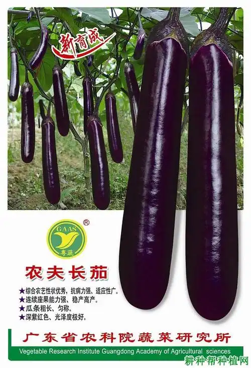 农夫长茄茄子品种好不好