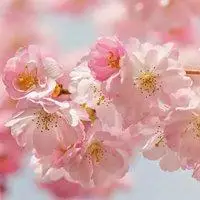 桃花头像唯美红色桃花飞舞头像图片点击鼠标右键下载