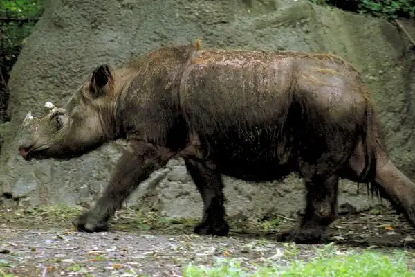 苏门答腊犀牛唯一拥有两只角的犀牛最小的犀牛物种
