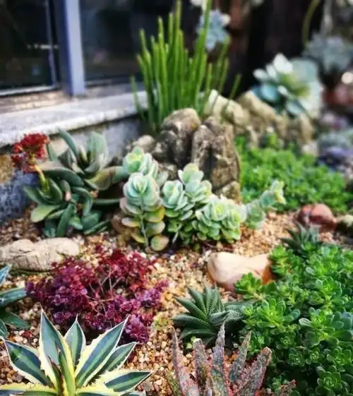 在农村养多肉有多爽?直接用"黄泥土"地栽,也不怕黑腐,烂根