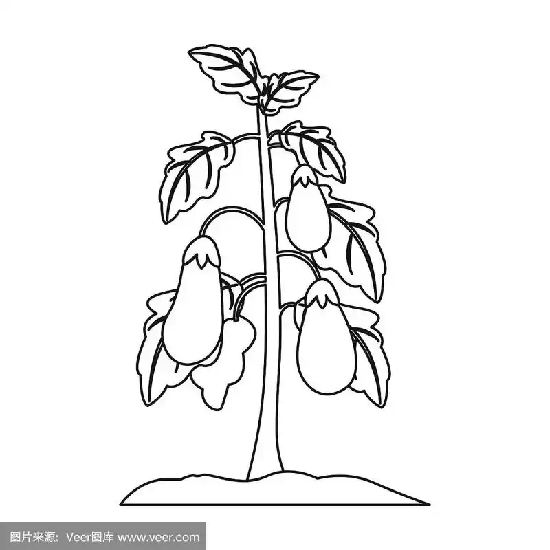 茄子图标在轮廓风格孤立在白色背景.植物符号股票矢量插图.