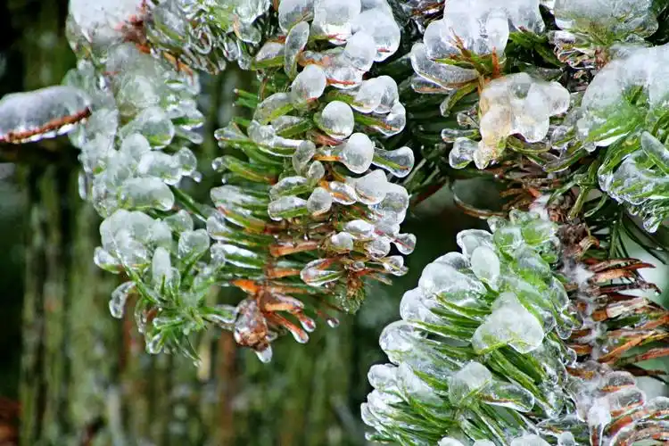 冬季来大熊山看冰花(2018.12.13.阴天)