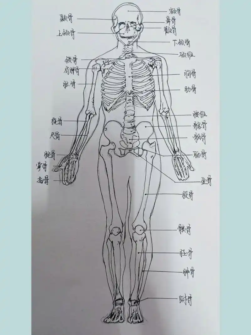 none 人体骨骼图(素描 速写)