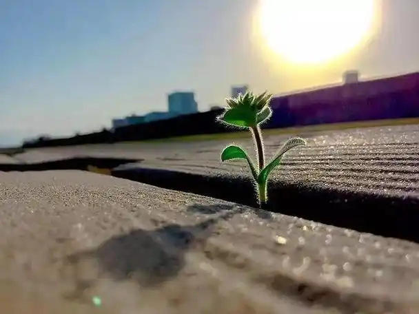 就像散发着温暖阳光的太阳,和正能量的人在一起,我们会感觉朝气蓬勃