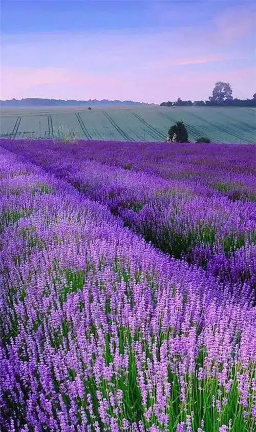 夏天的紫色浪漫,漂亮新娘梦莱茵基地