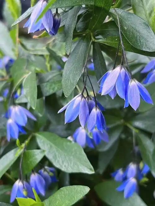 澳洲蓝色吊钟小清新的植物