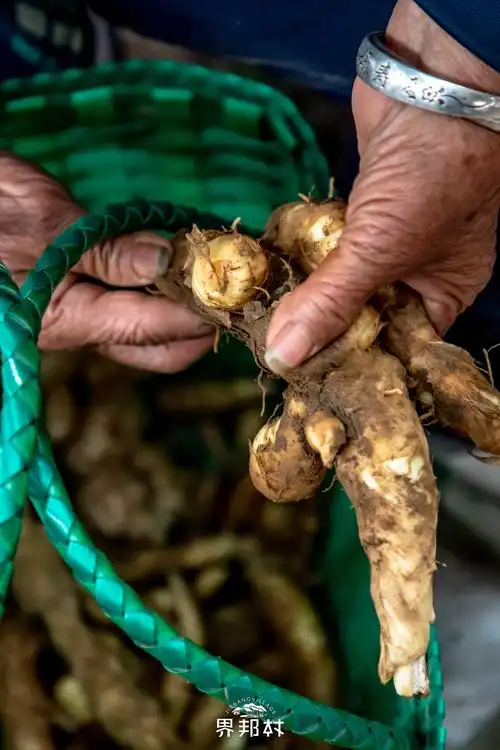 地笋,让康熙赞不绝口,被乾隆赐名"地参",慈禧爱喝有它的汤
